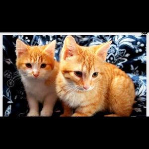 Meet your Posher, Angela